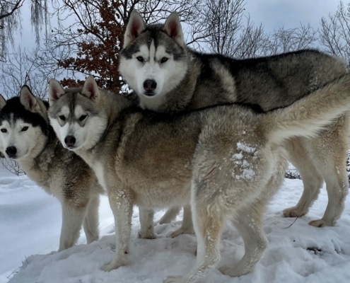 drei Huskys im Schnee